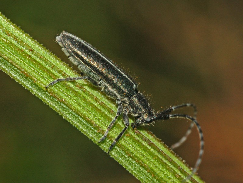 Agapanthia cardui